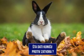 ŠTA DATI KUNIĆU PROTIV ZATVORA