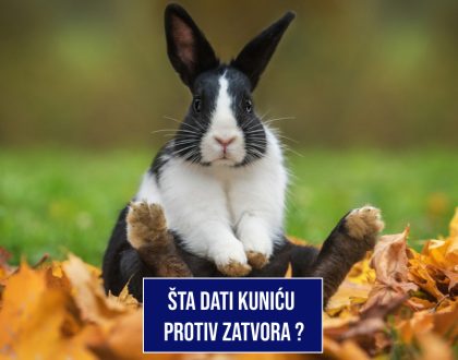 ŠTA DATI KUNIĆU PROTIV ZATVORA