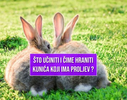 ŠTO UČINITI I ČIME HRANITI KUNIĆA KAD IMA PROLJEV