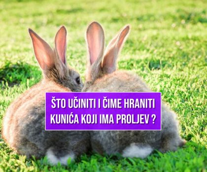 ŠTO UČINITI I ČIME HRANITI KUNIĆA KAD IMA PROLJEV