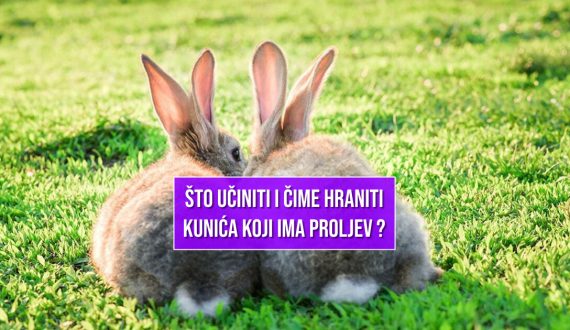 ŠTO UČINITI I ČIME HRANITI KUNIĆA KAD IMA PROLJEV