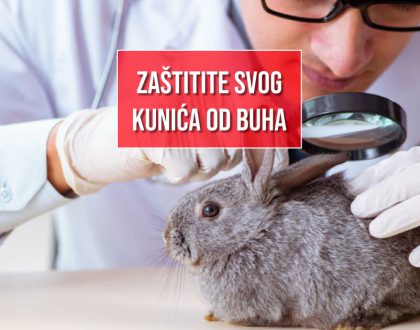 ZAŠTITITE SVOG KUNIĆA OD BUHA
