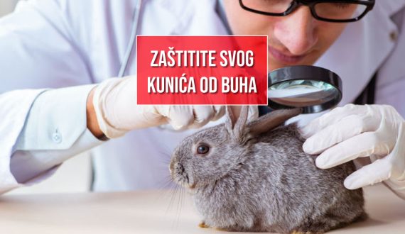 ZAŠTITITE SVOG KUNIĆA OD BUHA