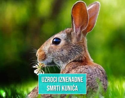 ZEC U PRIRODI