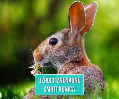 ZEC U PRIRODI