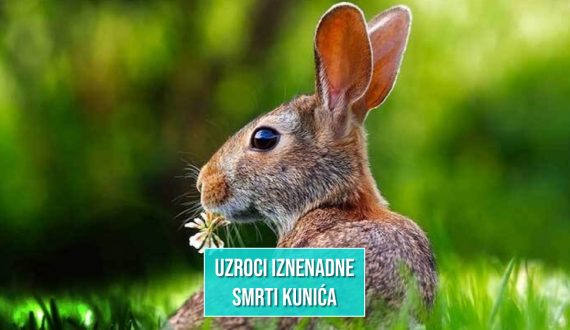 ZEC U PRIRODI