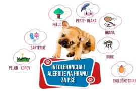 INTOLERANCIJA I ALERGIJA NA HRANU ZA PSE