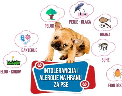 INTOLERANCIJA I ALERGIJA NA HRANU ZA PSE