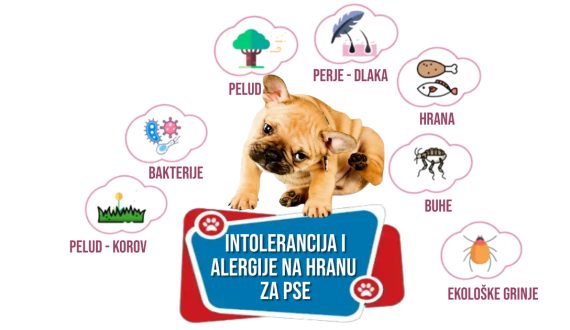 INTOLERANCIJA I ALERGIJA NA HRANU ZA PSE