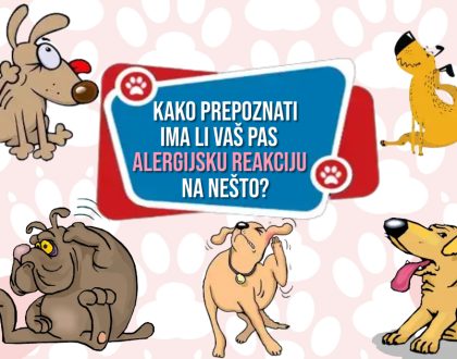 KAKO PREPOZNATI IMA LI VAŠ PAS ALERGIJSKU REAKCIJU NA NEŠTO