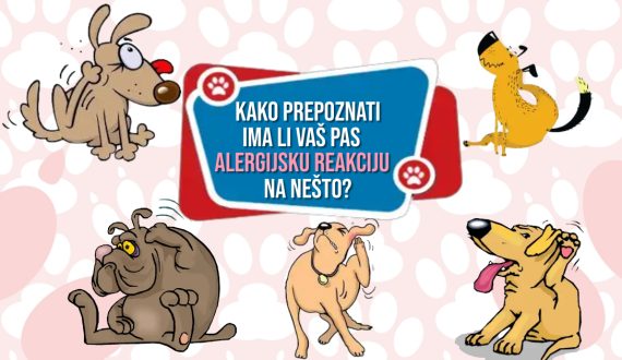KAKO PREPOZNATI IMA LI VAŠ PAS ALERGIJSKU REAKCIJU NA NEŠTO