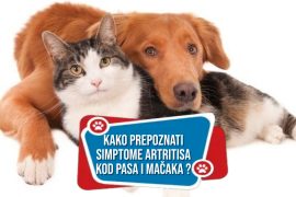 Kako prepoznati simptome artritisa kod pasa i mačaka