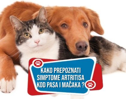 Kako prepoznati simptome artritisa kod pasa i mačaka