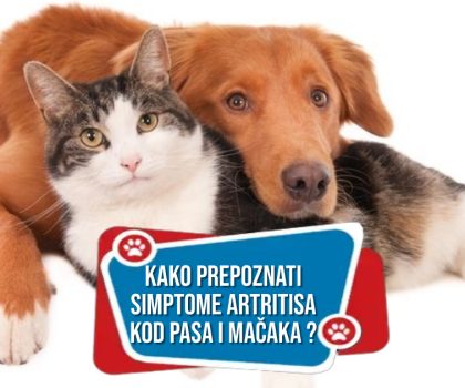 Kako prepoznati simptome artritisa kod pasa i mačaka