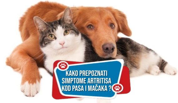 Kako prepoznati simptome artritisa kod pasa i mačaka