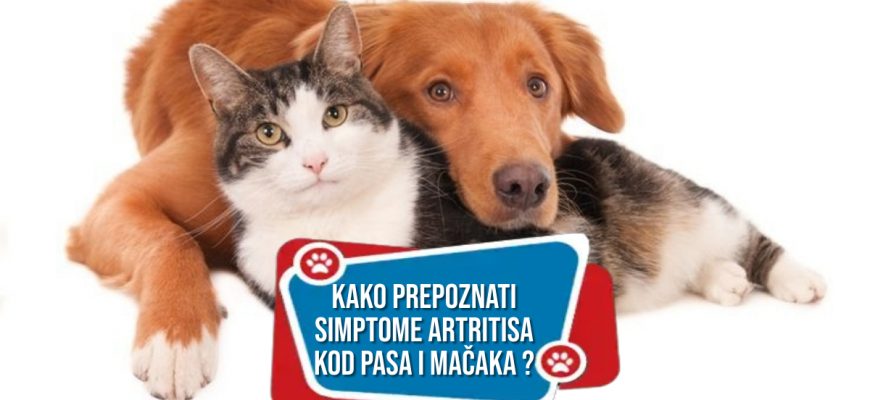 Kako prepoznati simptome artritisa kod pasa i mačaka