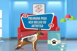PREHRANA PASA KOJI BOLUJU OD ARTRITISA