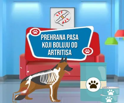 PREHRANA PASA KOJI BOLUJU OD ARTRITISA