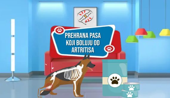 PREHRANA PASA KOJI BOLUJU OD ARTRITISA