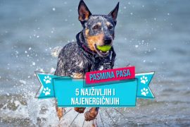 5 NAJŽIVLJIH I NAJENERGIČNIJIH PASMINA PASA