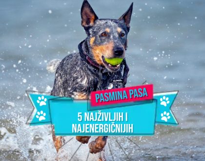 5 NAJŽIVLJIH I NAJENERGIČNIJIH PASMINA PASA