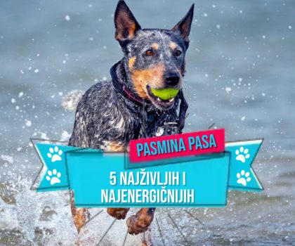 5 NAJŽIVLJIH I NAJENERGIČNIJIH PASMINA PASA