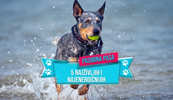 5 NAJŽIVLJIH I NAJENERGIČNIJIH PASMINA PASA