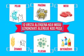 Deset vrsta alergena koji mogu uzrokovati alergije kod pasa