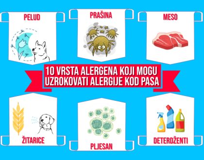 Deset vrsta alergena koji mogu uzrokovati alergije kod pasa
