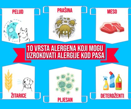 Deset vrsta alergena koji mogu uzrokovati alergije kod pasa