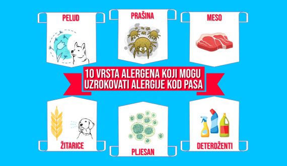 Deset vrsta alergena koji mogu uzrokovati alergije kod pasa