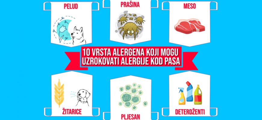 Deset vrsta alergena koji mogu uzrokovati alergije kod pasa