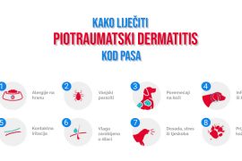 KAKO LIJEČII PIOTRAUMATSKI DERMATITIS KOD PASA
