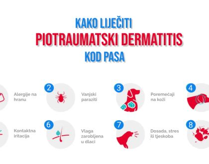 KAKO LIJEČII PIOTRAUMATSKI DERMATITIS KOD PASA