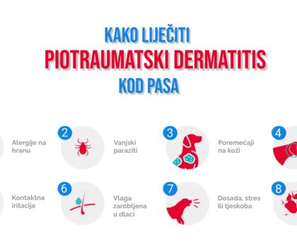 KAKO LIJEČII PIOTRAUMATSKI DERMATITIS KOD PASA