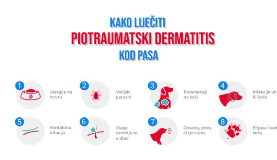 KAKO LIJEČII PIOTRAUMATSKI DERMATITIS KOD PASA