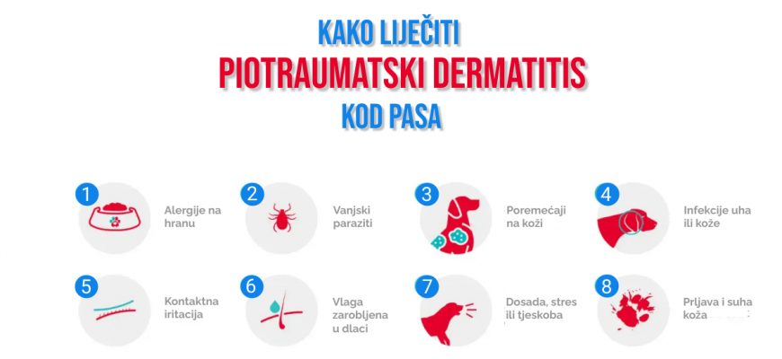 KAKO LIJEČII PIOTRAUMATSKI DERMATITIS KOD PASA