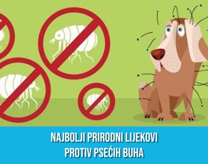 NAJBOLJI PRIRODNI LIJEKOVI PROTIV PSEĆIH BUHA
