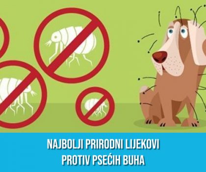 NAJBOLJI PRIRODNI LIJEKOVI PROTIV PSEĆIH BUHA