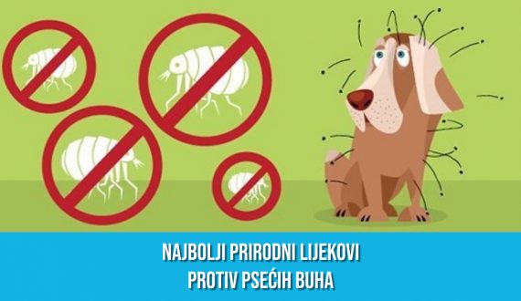NAJBOLJI PRIRODNI LIJEKOVI PROTIV PSEĆIH BUHA