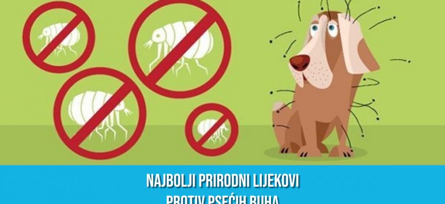 NAJBOLJI PRIRODNI LIJEKOVI PROTIV PSEĆIH BUHA