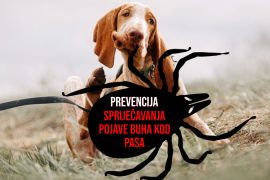 PREVENCIJA SPRIJEČAVANJA POJAVE BUHA KOD PASA