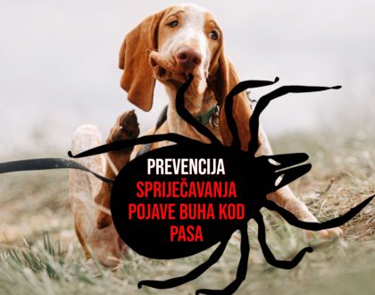 PREVENCIJA SPRIJEČAVANJA POJAVE BUHA KOD PASA