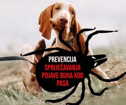 PREVENCIJA SPRIJEČAVANJA POJAVE BUHA KOD PASA