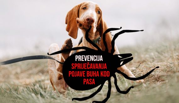 PREVENCIJA SPRIJEČAVANJA POJAVE BUHA KOD PASA