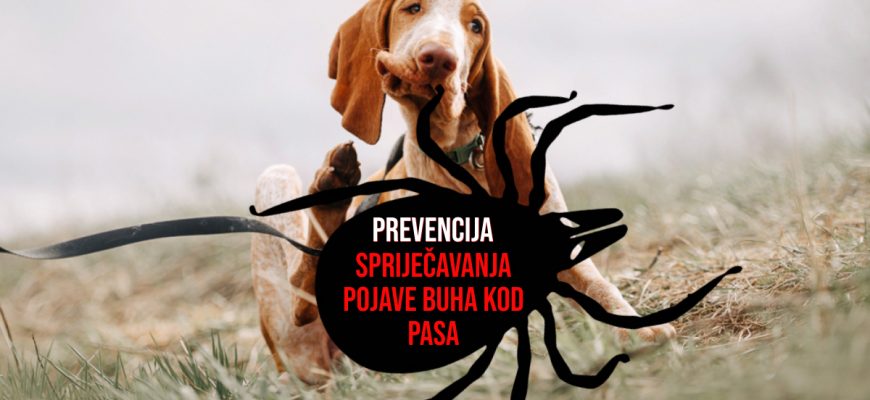 PREVENCIJA SPRIJEČAVANJA POJAVE BUHA KOD PASA