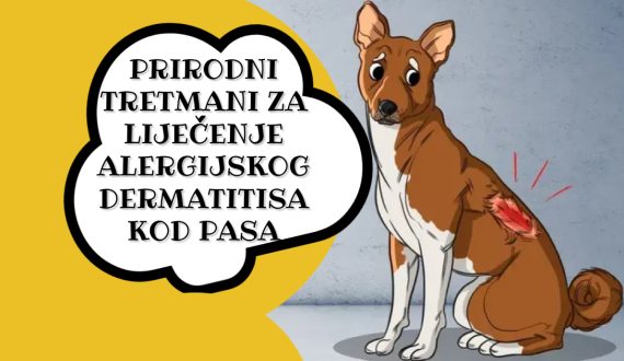 PRIRODNI TRETMANI ZA LIJEČENJE ALERGIJSKOG DERMATITISA KOD PASA
