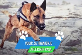 VODIČ ZA HRANJENJE ATLETSKIH PASA