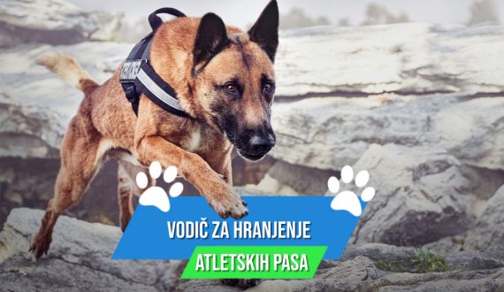 VODIČ ZA HRANJENJE ATLETSKIH PASA