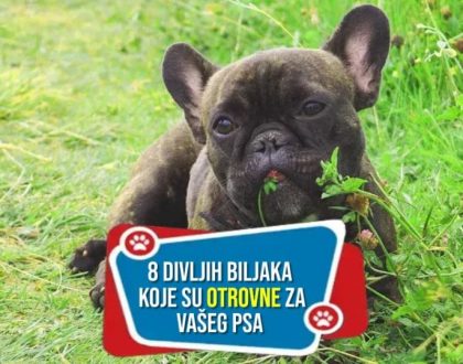 8-divljih-biljaka-koje-su-otrovne-za-vaseg-psa_-1024x538_